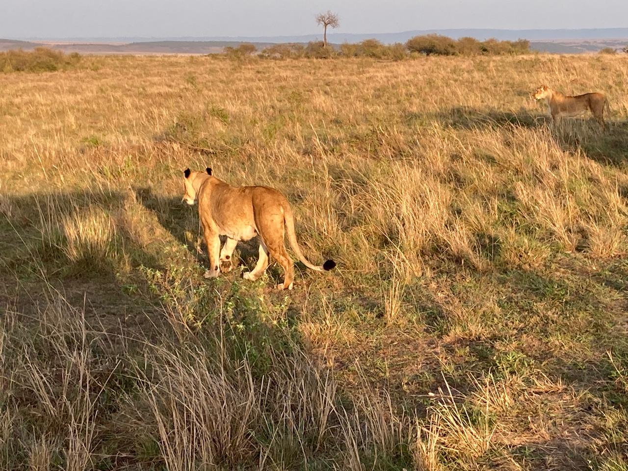 5-Day safari game drive